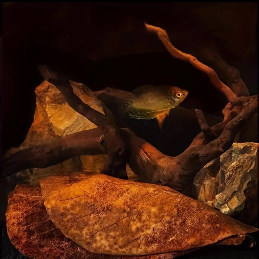 The Complete Guide to Indian Almond Leaves: Nature's Aquarium Medicine