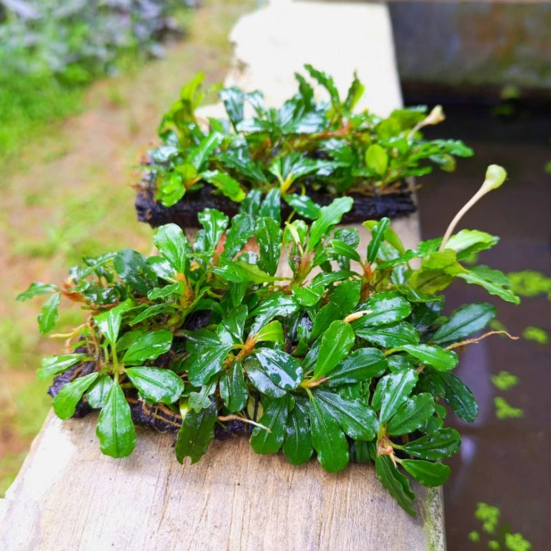 Live Aquarium Aquatic Plant Bucephalandra