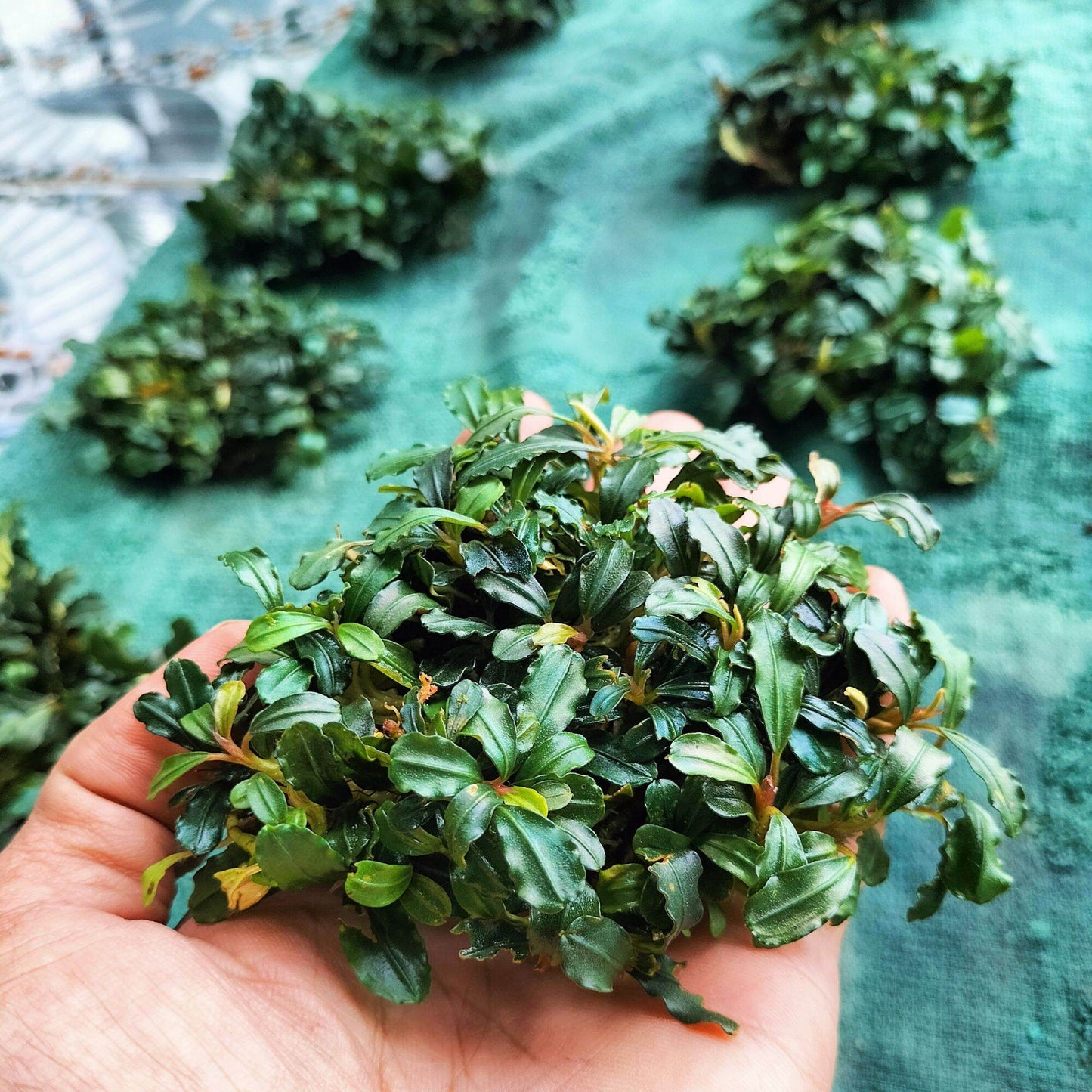 Live Aquarium Aquatic Plant Bucephalandra
