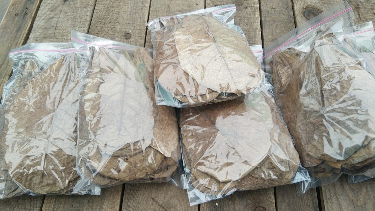 Natural Indian Almond Leaves