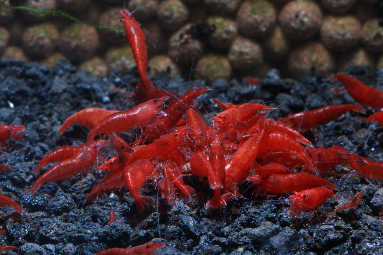 Neocaridina Bloody Mary Shrimp