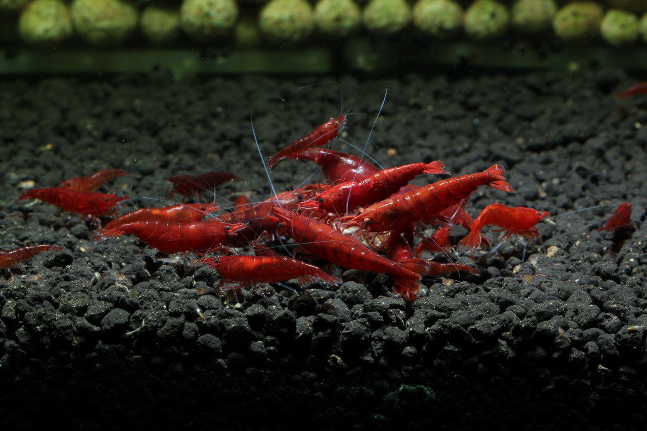 Neocaridina Bloody Mary Shrimp