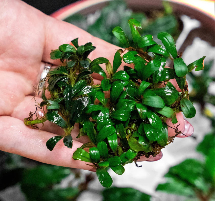 Live Aquarium Aquatic Plant Bucephalandra