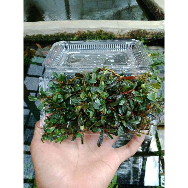Live Aquarium Aquatic Plant Bucephalandra