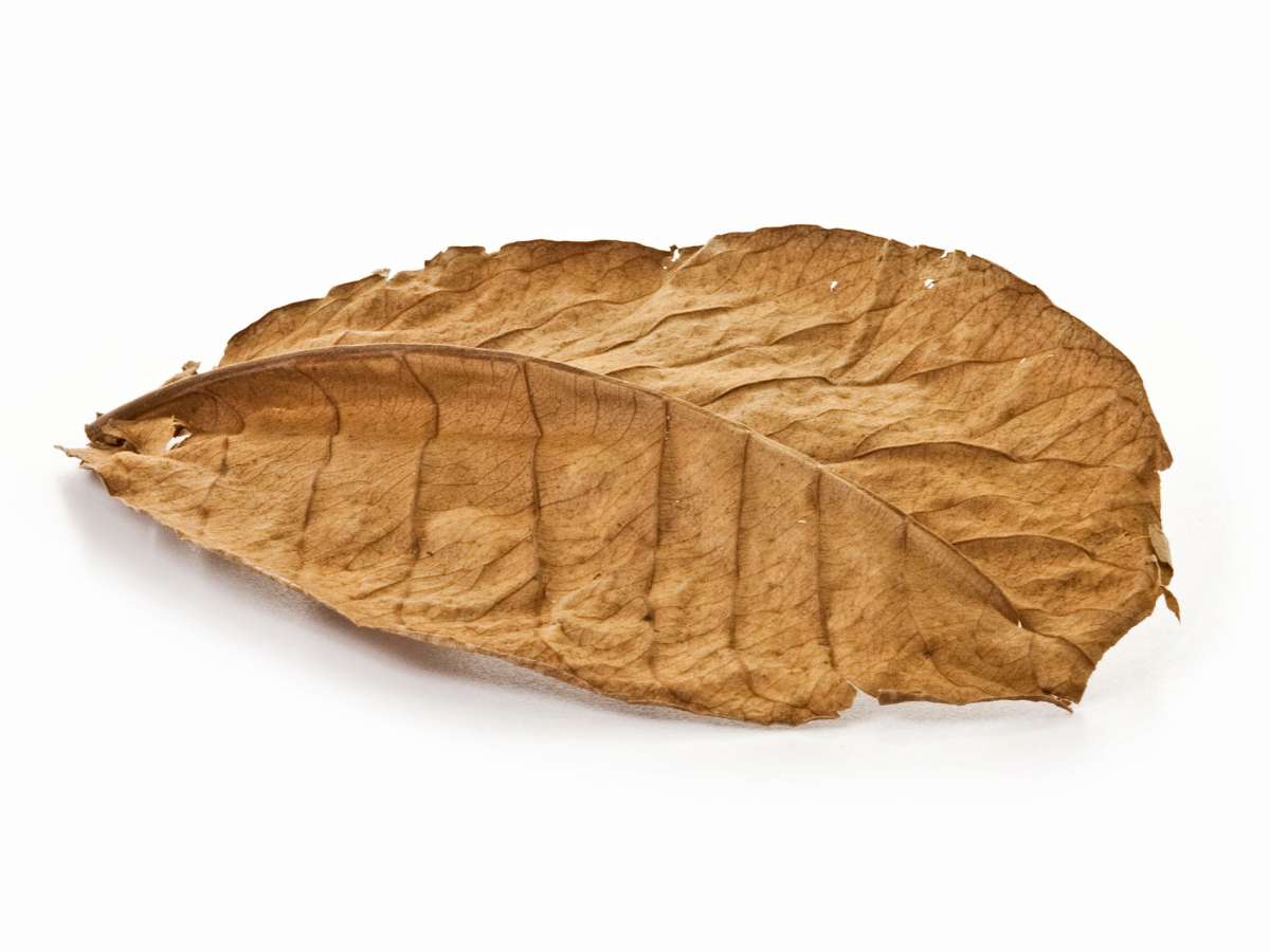 Natural Indian Almond Leaves