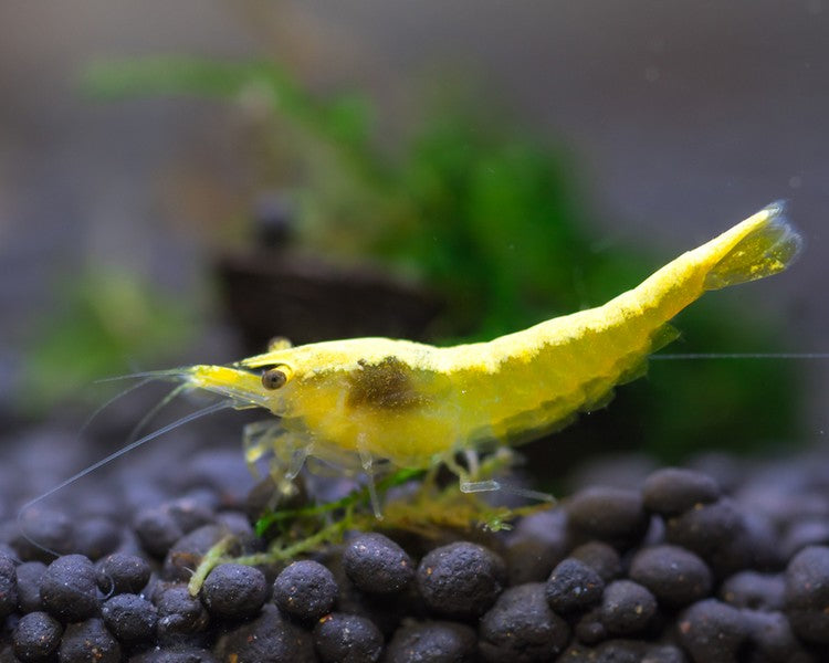 Neocaridina Yellow Fire Shrimp
