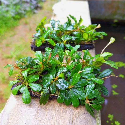 Live Aquarium Aquatic Plant Bucephalandra
