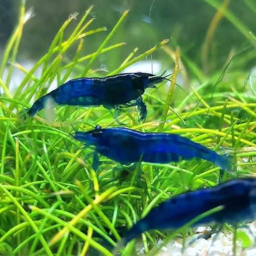 Neocaridina Blue Diamond