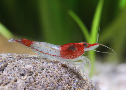 Neocaridina Red rili shrimp