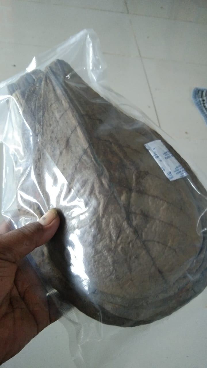 Natural Indian Almond Leaves