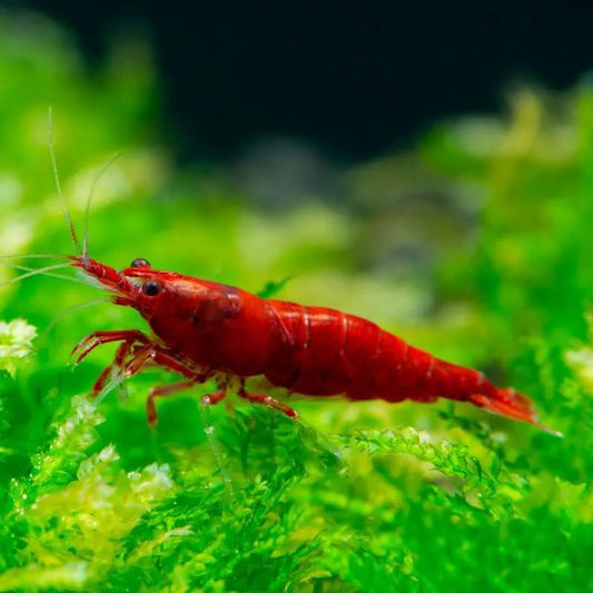 Neocaridina Bloody Mary Shrimp