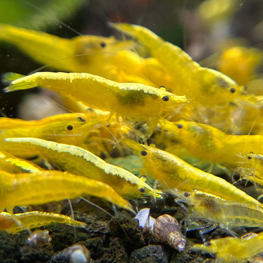 Neocaridina Yellow Fire Shrimp