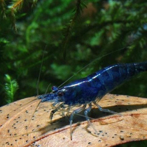 Neocaridina Blue Diamond